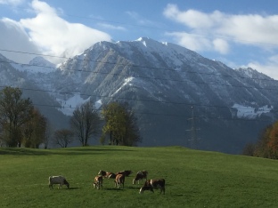 FM St Johann cows  and  Mt